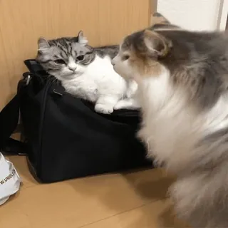 👊 chat, animaux, animaux de compagnie, animaux domestiques, félins, chat dans sac telegram sticker