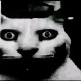 😨 cat, creepy, scary, meme, animal, internet whatsapp sticker