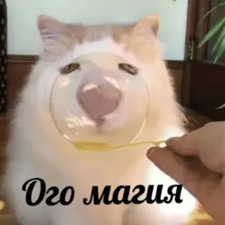 🎩 Ого магия 고양이, 마법, 거품, 귀여운, 애완동물, 동물 telegram sticker