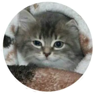☺️ gato, gatito, lindo, mascota, animal, peludo telegram sticker