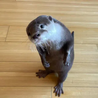 🦦 nutria, animal, mono, de pie, mamífero telegram sticker