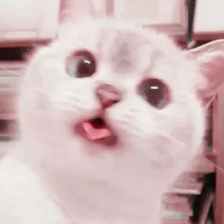 🤧 кот, котенок, милый, животное, питомец, смешной telegram sticker