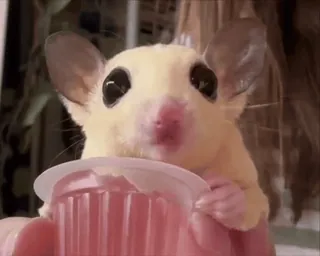 🤩 sucre roux, mignon, animal, animal de compagnie, petit, gelée telegram sticker