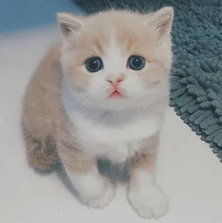 🐱 kociak, kot, słodki, zwierzę, zwierzę domowe, kotowaty, kot domowy telegram sticker
