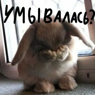 🐰 УМЫВАЛАСЬ? lapin, mignon, animal, lapinou, lavage whatsapp sticker