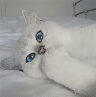 🌝 gato, gato branco, olhos azuis, animal, animal de estimação, fofo whatsapp sticker