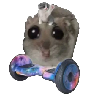 🛼 sad hamster sad hamster, meme, hoverboard, funny, kitten, cute, funny animal telegram sticker