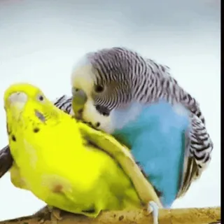 💕 vögel, wellensittiche, sittiche, tiere, haustiere, liebe, süß telegram sticker