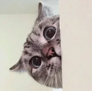 😳 chat, regardant, animal, mignon, animal de compagnie, autocollant, caché telegram sticker