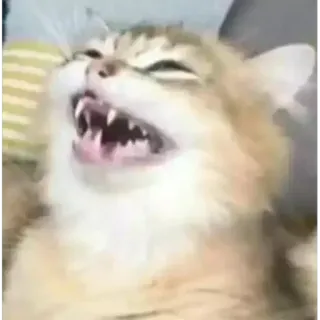 😂 gato, enojado, animal, doméstico, felino, dientes telegram sticker