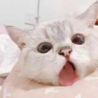 🥢 cat, pet, animal, cute, meme, funny telegram sticker