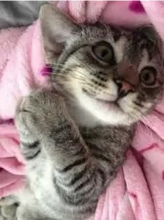 😍 cat, kitten, cute, animal, pet, domestic animal telegram sticker