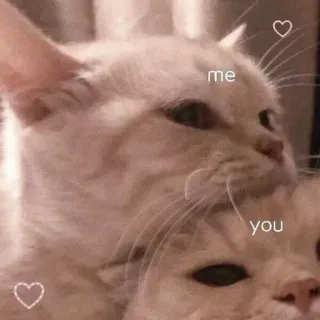 ♥️ me you chat, amour, romantique, mignon, relation, animaux telegram sticker