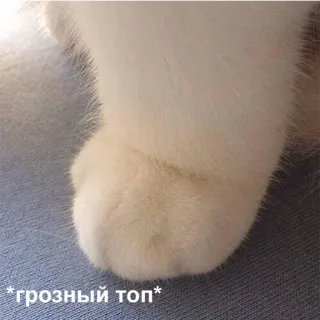 😤 *грозный топ* kot, łapa, zwierzę, słodki, puszysty, kocia łapa telegram sticker