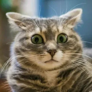 😕 gatto, spaventato, scioccato, sorpreso, animale, animale domestico, mammifero telegram sticker