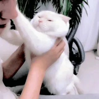 🥺 mèo, mèo trắng, thú cưng, động vật, dễ thương, vật nuôi telegram sticker