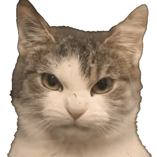 Жизненно whatsapp stickers
