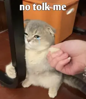 😒 no tolk me 고양이, 슬픈, 밈, 웃긴, 동물 telegram sticker