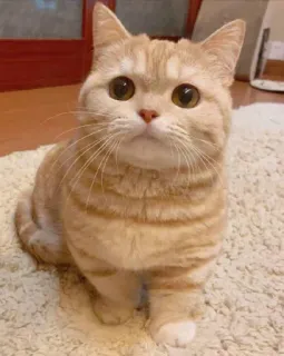 😻 gato, animal, animal de estimação, fofo, gato doméstico, mamífero telegram sticker