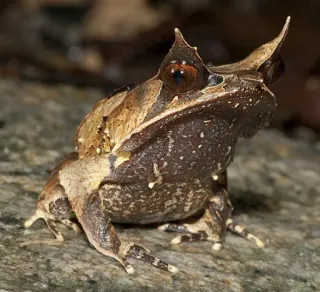 😈 grenouille, grenouille cornue, amphibien, faune, animal whatsapp sticker