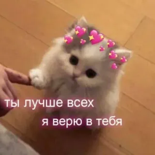 🥗 ты лучше всех я верю в тебя telegram sticker