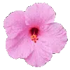 🌸