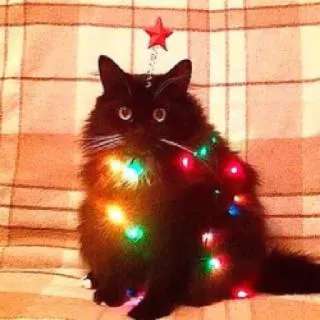 🐱 chat, noël, sapin de noël, lumières, animal de compagnie, animal, festif, décoration telegram sticker