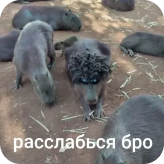 😎 расслабься бро capybara, animal, détendu, rongeur, mignon whatsapp sticker