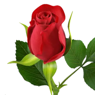 🌹 Роза, Цветок, Красный, Растение, Природа, Цветочный telegram sticker