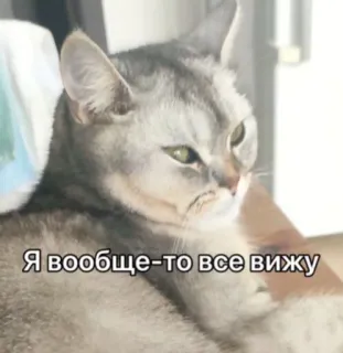 👁 Я вообще-то все вижу gato, gracioso, meme, animal, mascota, ruso, expresión telegram sticker
