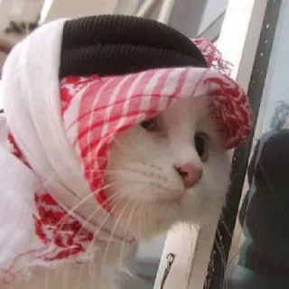 😒 gatto, animale domestico, animale, copricapo, kufiya, arabo telegram sticker