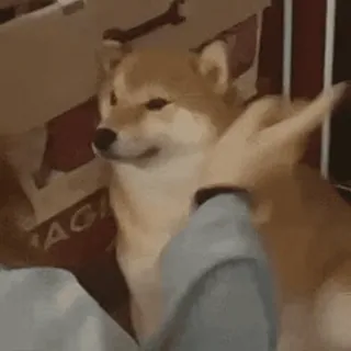 🤣 Hund, Shiba Inu, Haustier, Tier, süß, Haustier telegram sticker