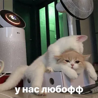 ❤️ У НАС ЛЮБОФФ gatos, amor, animais, animais de estimação telegram sticker