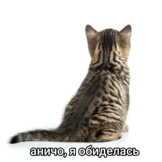 🐱 аничо, я обиделась chat, chaton, offensé, russe, animal de compagnie, animal telegram sticker