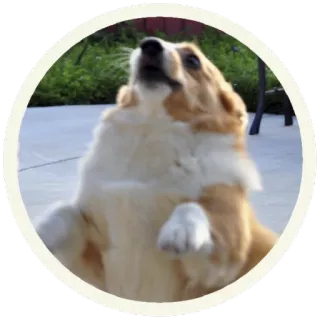 😳 корги, собака, животное, милый whatsapp sticker
