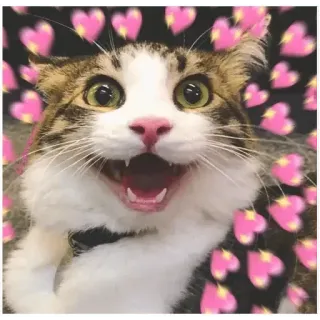 😂 cat, hearts, happy, smile, animal telegram sticker