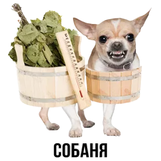 🛁 СОБАНЯ dog, sauna, russian, funny, animal, bathhouse whatsapp sticker