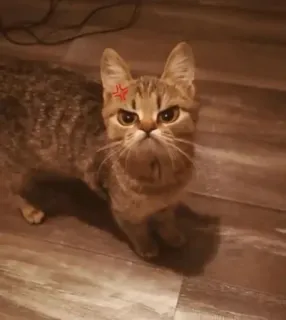 🤨 gatto, arrabbiato, felino, animale, animale domestico, carino, gatto domestico telegram sticker
