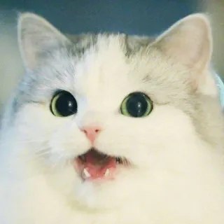 😮 cat, animal, cute, pet, surprised, meme telegram sticker