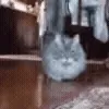 😼