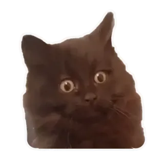 😳 chat, chat noir, animal, animal de compagnie, chaton, grands yeux telegram sticker