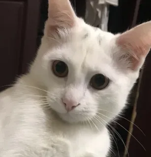 😐 Katze, Tier, weiß, Haustier, Haustier, Säugetier, süß whatsapp sticker