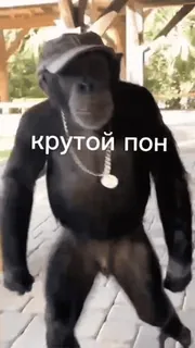 😭 крутой пон Affe, Menschenaffe, Kette, Tanzend, Hut telegram sticker