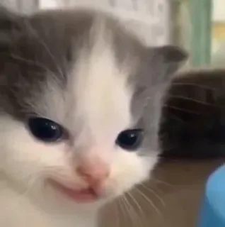 😏 子猫, 猫, 動物, かわいい, ペット, ネコ科 telegram sticker