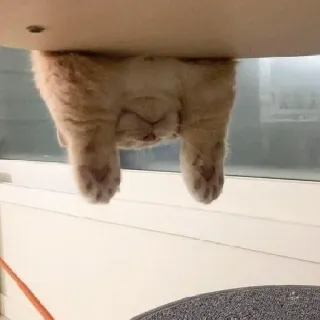 🙁 gato, animal, fofo, animal de estimação, felino, de cabeça para baixo telegram sticker