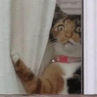 ✝ gato, animal, animal de estimação, curioso, surpreso, janela, gato calico whatsapp sticker
