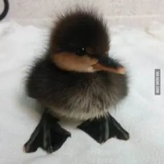 🌟 memedroid.com patito, pato, lindo, animal, pájaro, bebé telegram sticker