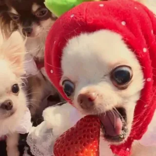 🍓 dog, chihuahua, strawberry, cute, pet, animal telegram sticker