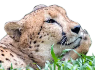 🔆 cheetah, animal, wildlife, cat, big cat, grass whatsapp sticker