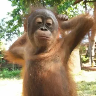 😎 orangutan telegram sticker